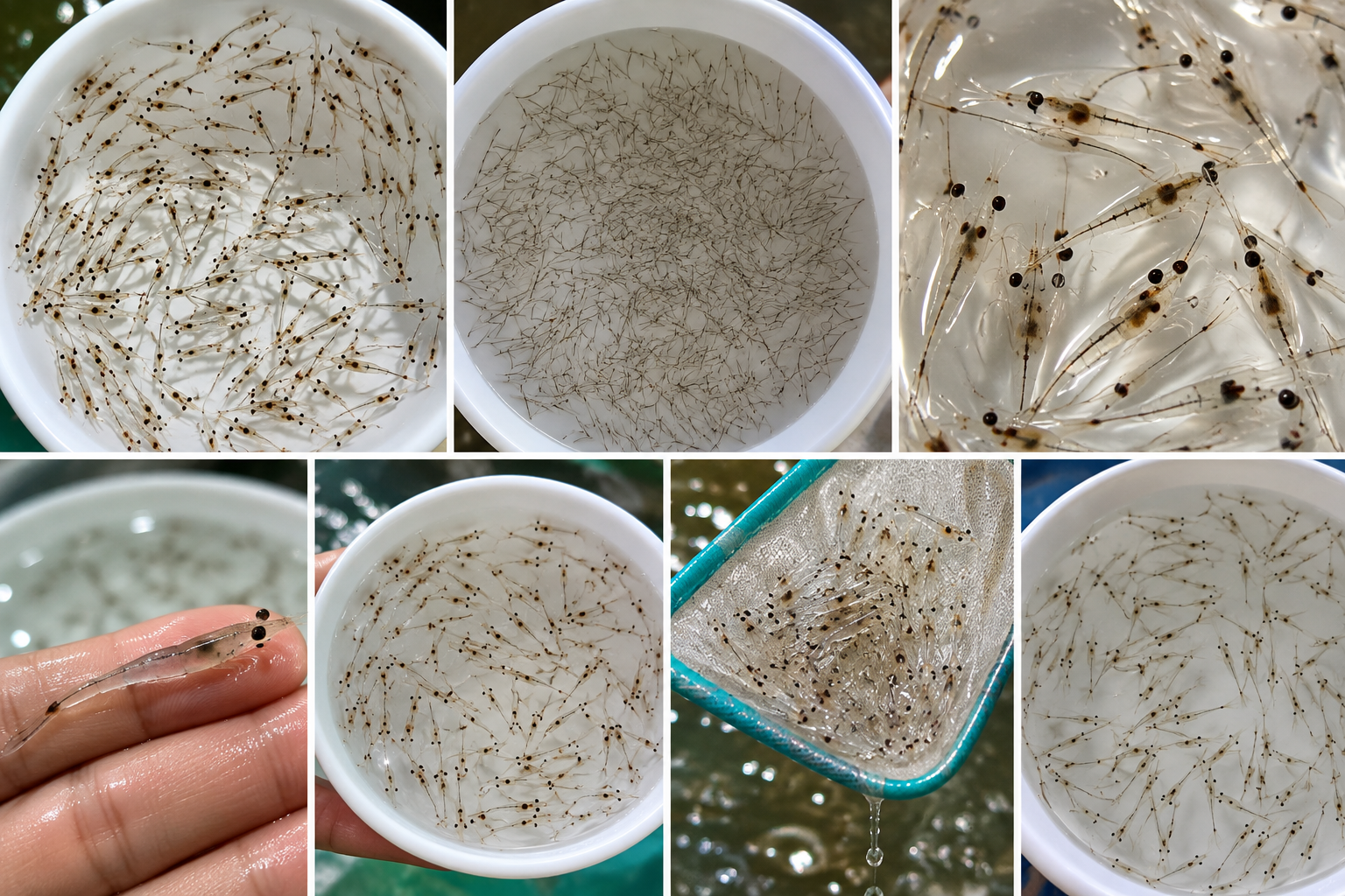 AquaPrime prawn seed post-larvae